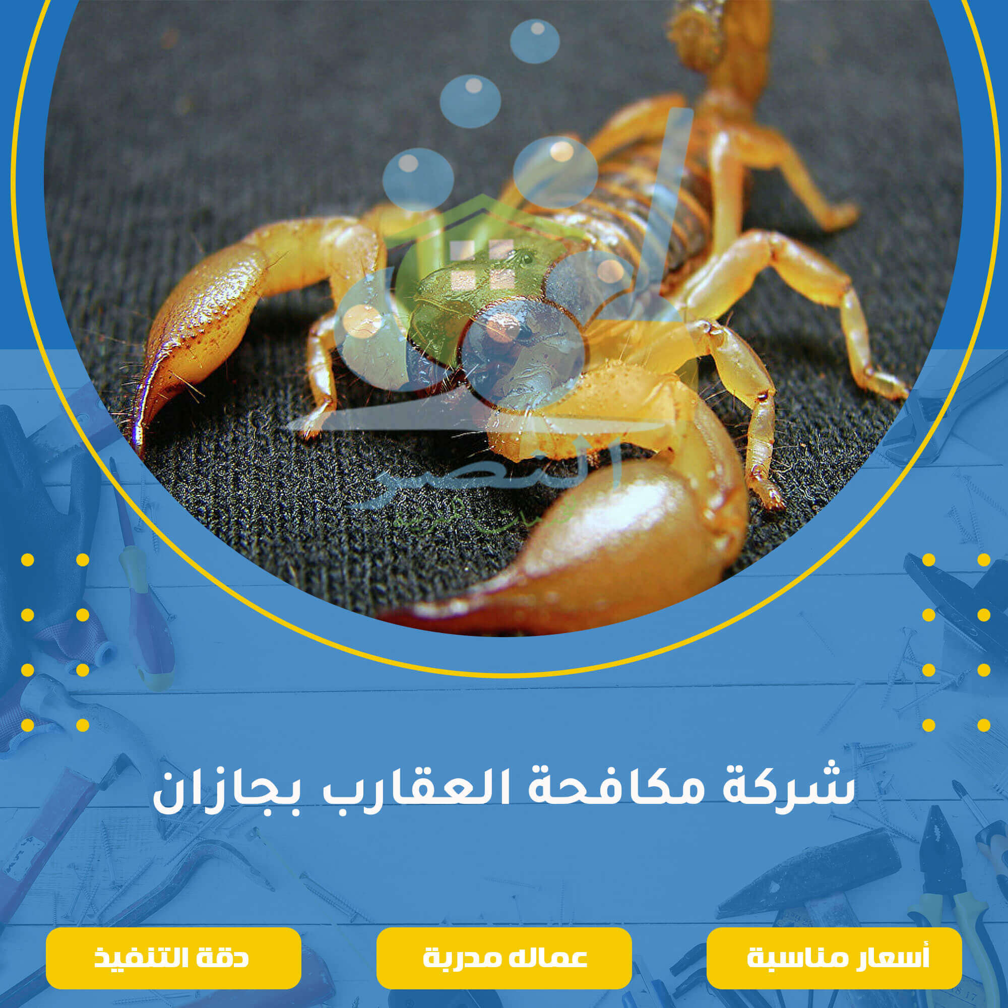 شركة مكافحة العقارب بجازان