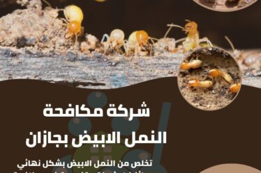 شركة مكافحة النمل الابيض بجازان